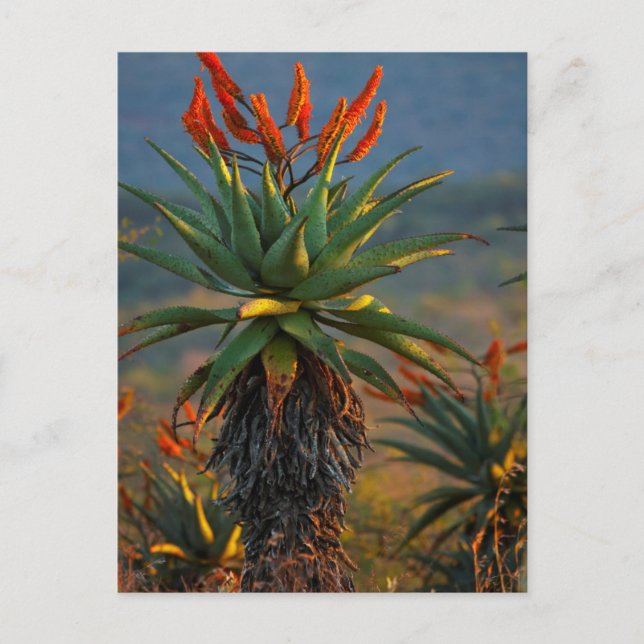 Postal Mountain Aloe (Aloe Marlothii Berger) 2 (Anverso)