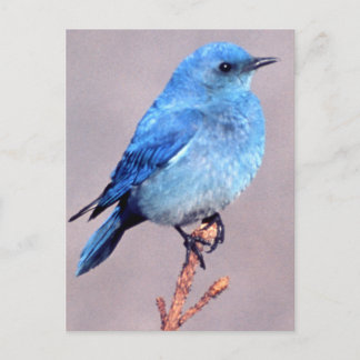 Postal Mountain Bluebird Wildlife Series # 2 Postcard