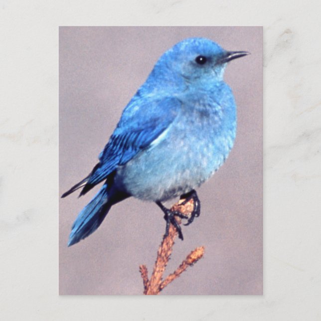 Postal Mountain Bluebird Wildlife Series # 2 Postcard (Anverso)