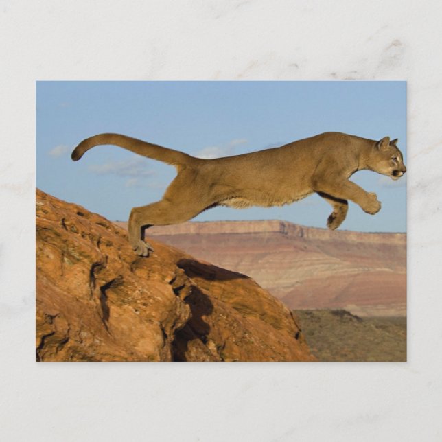 Postal Mountain Cougar (Anverso)