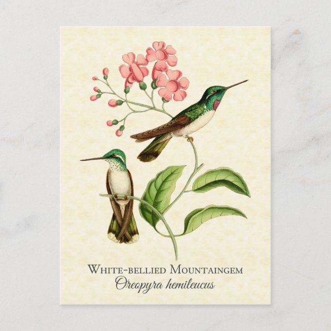 Postal Mountain Gem Hummingbird Vintage Art (Anverso)