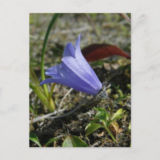Postal Mountain Harebell, isla Unalaska