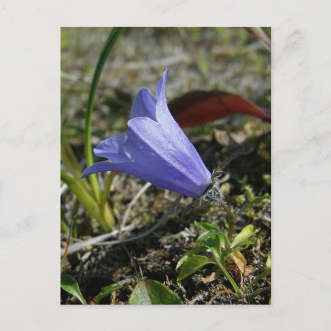Postal Mountain Harebell, isla Unalaska (Anverso)