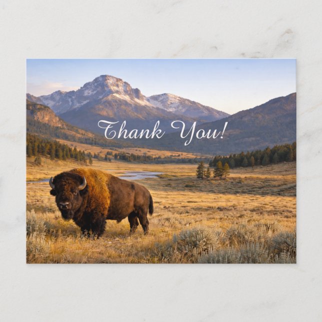 Postal Mountain Landscape American Bison Thank You (Anverso)