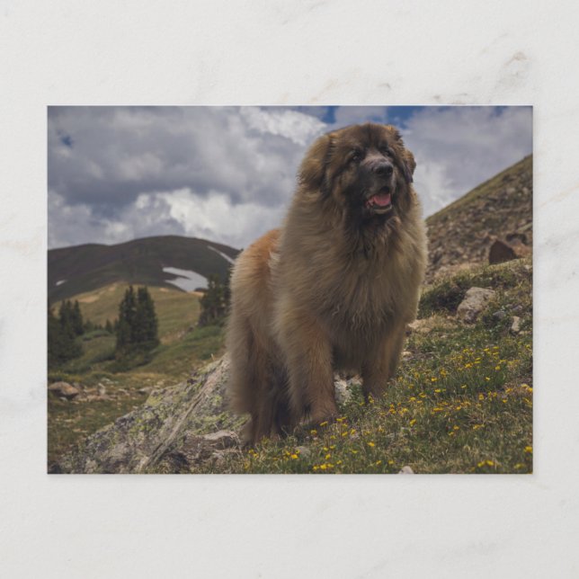 Postal Mountain Leonberger (Anverso)