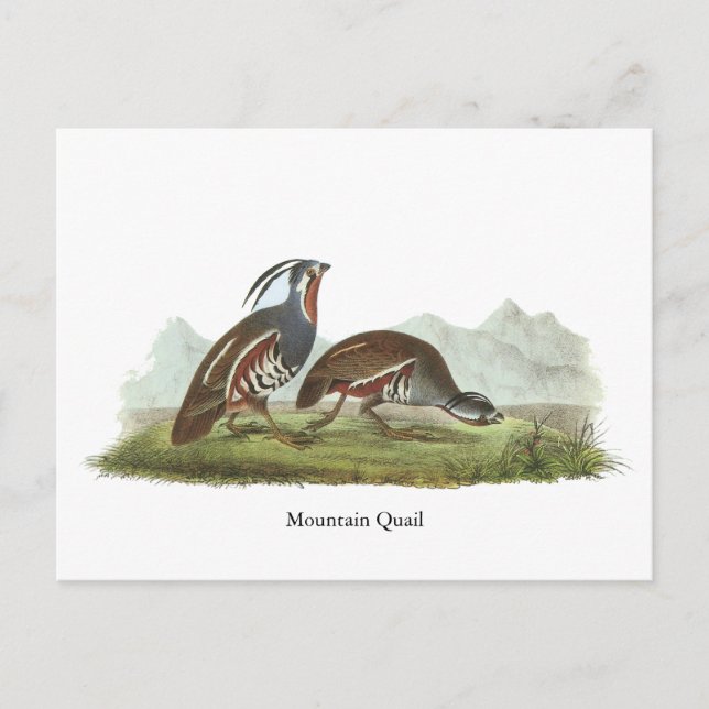 Postal Mountain Quail, John Audubon (Anverso)