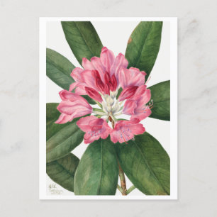 Postal Mountain Rosa Bay Rhododendron Vintage