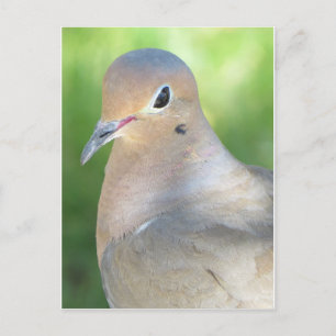 Postal Mouring Dove