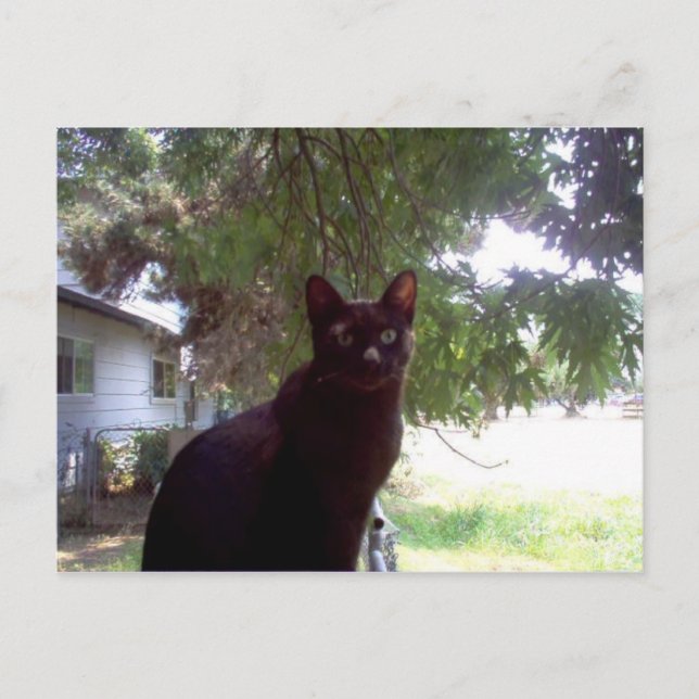 Postal Mouschi (Anverso)