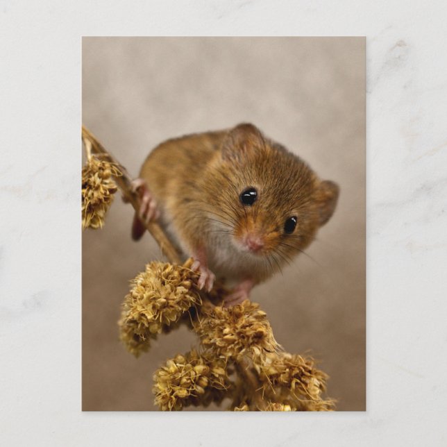 Postal Mousie Postcard (Anverso)