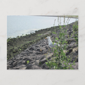 Postal Möve