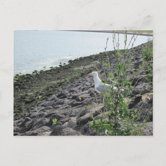 Postal Möve (Anverso)