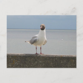 Postal Möwe auf der Mauer an der Nordsee