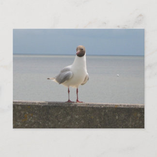 Postal Möwe auf der Mauer an der Nordsee