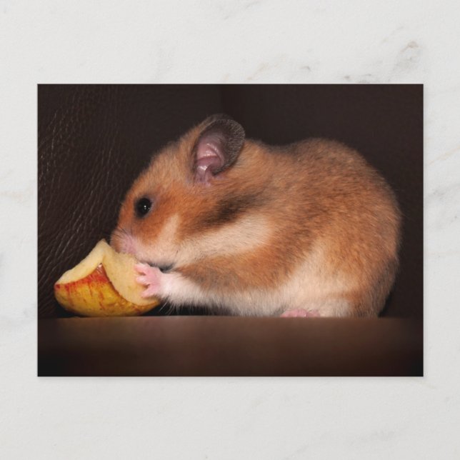 Postal Mowsie Postcard (Anverso)