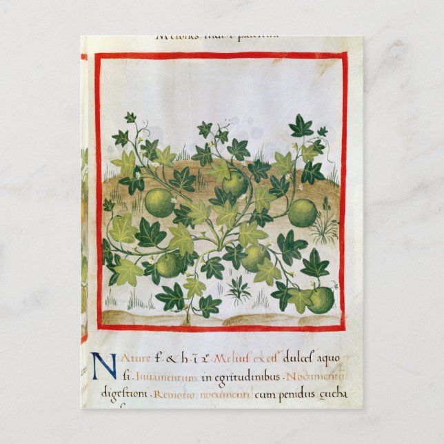 Postal Ms 3054 fol.20 Melons, de "Tacuinum Sanitatis" (Anverso)