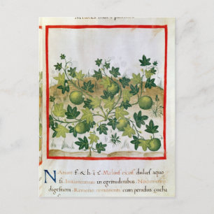 Postal Ms 3054 fol.20 Melons, de "Tacuinum Sanitatis"
