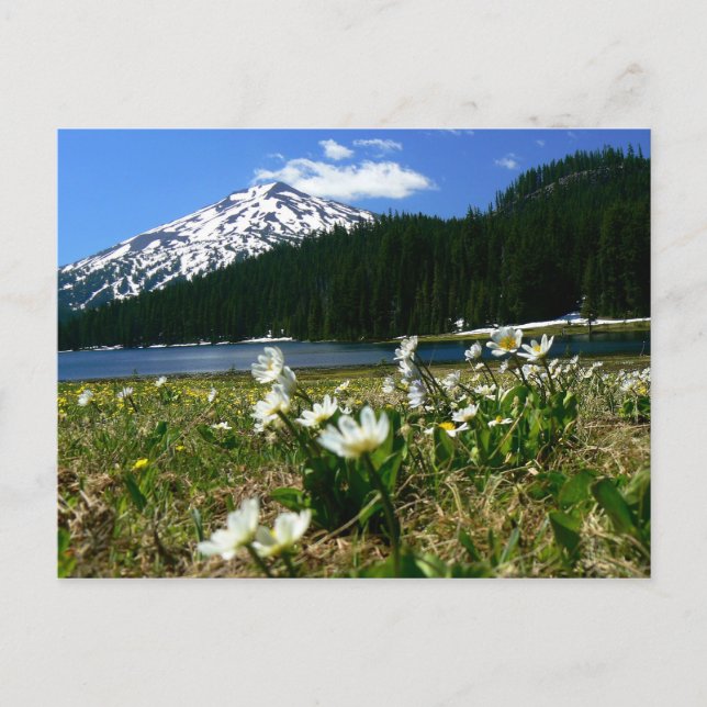 Postal Mt Bachelor & Wildflowers 1 (Anverso)