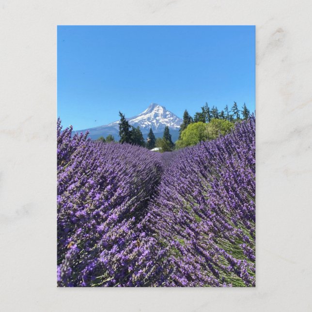 Postal Mt Hood Oregon (Anverso)