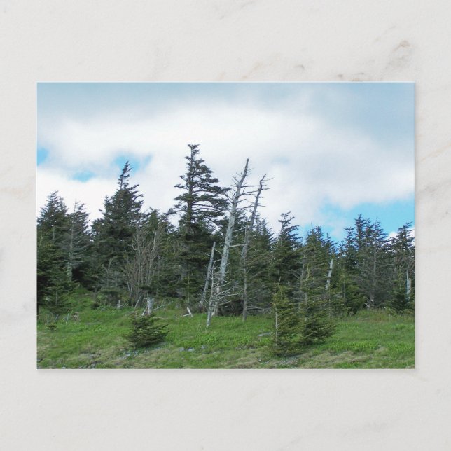 Postal Mt. Mitchell (Anverso)