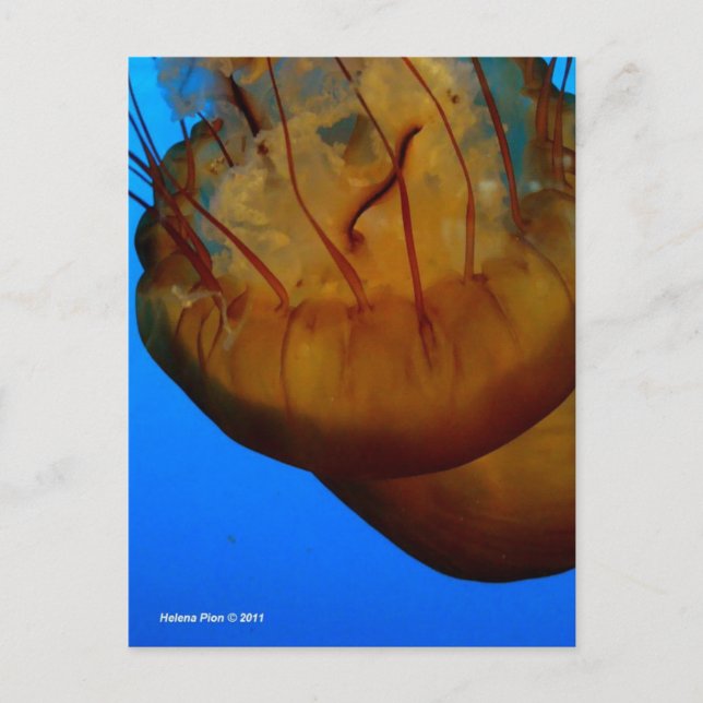 POSTAL MTV 1 (Anverso)