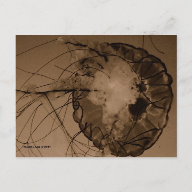 POSTAL MTV 4 (Anverso)