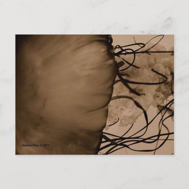 POSTAL MTV 5 (Anverso)