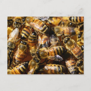 Postal Muchas abejas melíferas