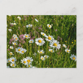 Postal Muchas margaritas en una pradera