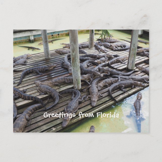 Postal muchos caimanes de bebés (Anverso)