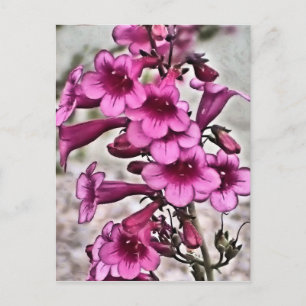 Postal Muchos de Penstemon rosado
