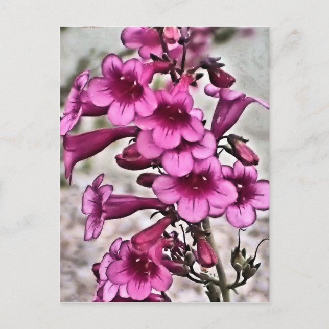 Postal Muchos de Penstemon rosado (Anverso)