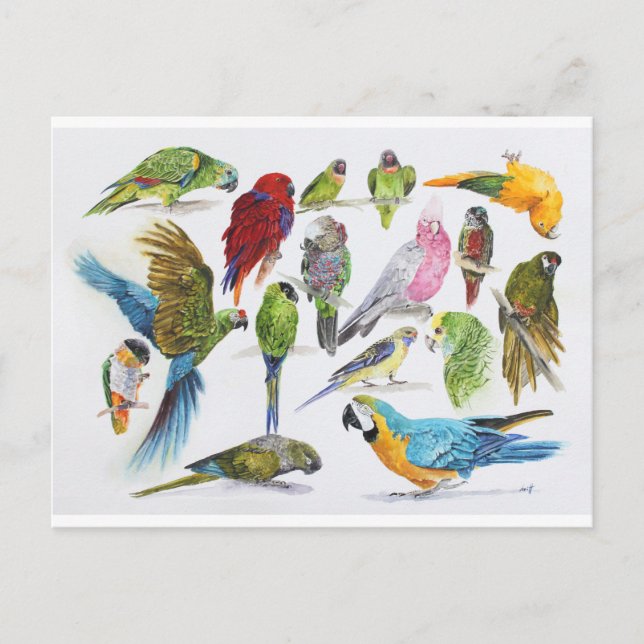 Postal Muchos loros en montones y montones de regalos (Anverso)