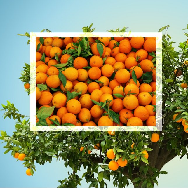 Postal Muchos Naranjas (Subido por el creador)