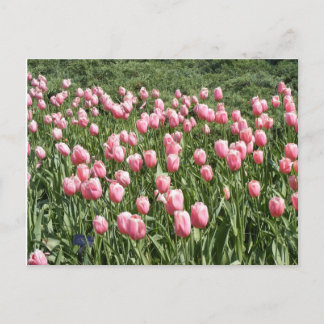 POSTAL MUCHOS TULIPS