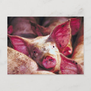 Postal Muddy Piglet