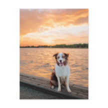 Muelle del lago Sunset con Border Collie rojo