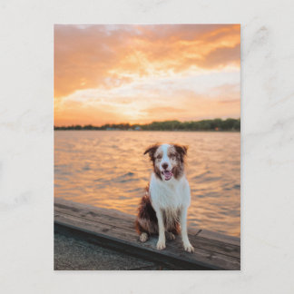 Postal Muelle del lago Sunset con Border Collie rojo