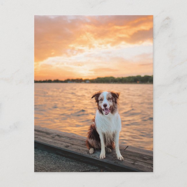 Postal Muelle del lago Sunset con Border Collie rojo (Anverso)