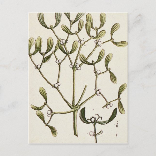 Postal Muérdago "de un herbario curioso", 1782 (Anverso)