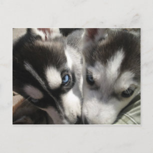 Postal Mugre siberiano de Husky Puppy