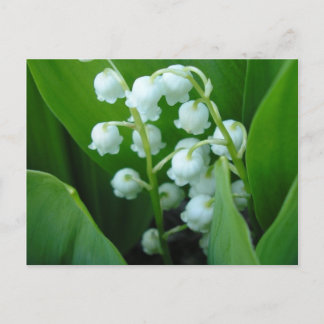Postal Muguet