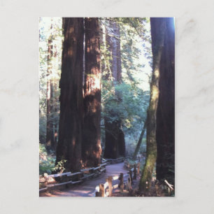 Postal Muir Woods