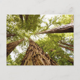 Postal Muir Woods, CA
