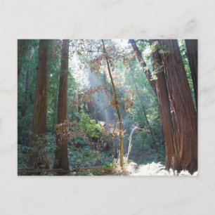 Postal Muir Woods California
