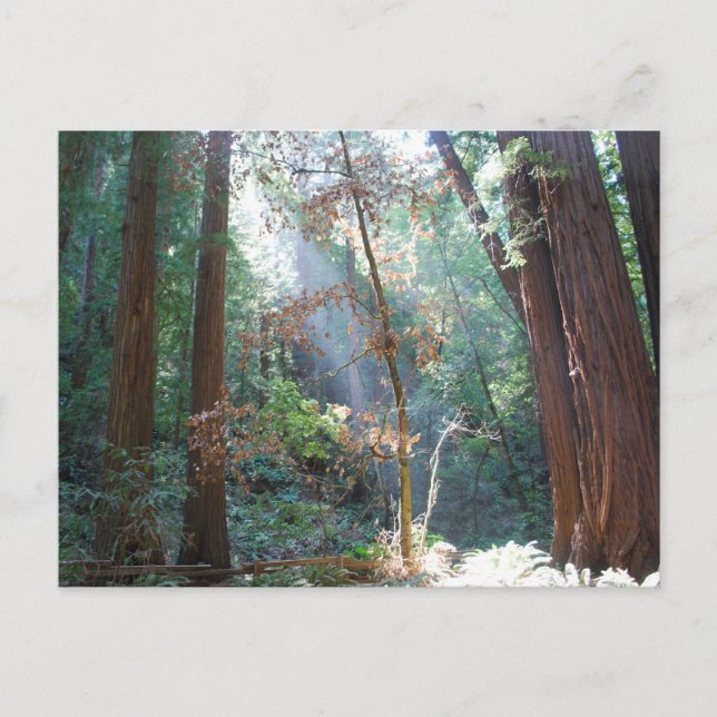 Postal Muir Woods California (Anverso)