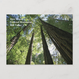 Postal Muir Woods Post Card