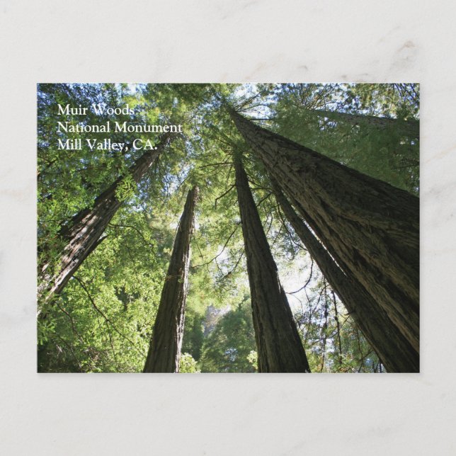 Postal Muir Woods Post Card (Anverso)