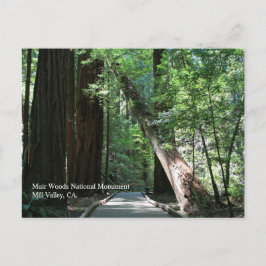 Postal Muir Woods Post Card