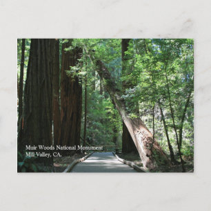 Postal Muir Woods Post Card